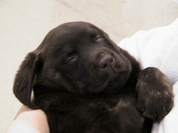 Sometimes Chocolate is the Best&nbsp;Therapy